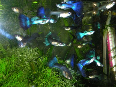 Запорожье. продам аквариумные живородящие рыбки и растения аквариумные фото №1