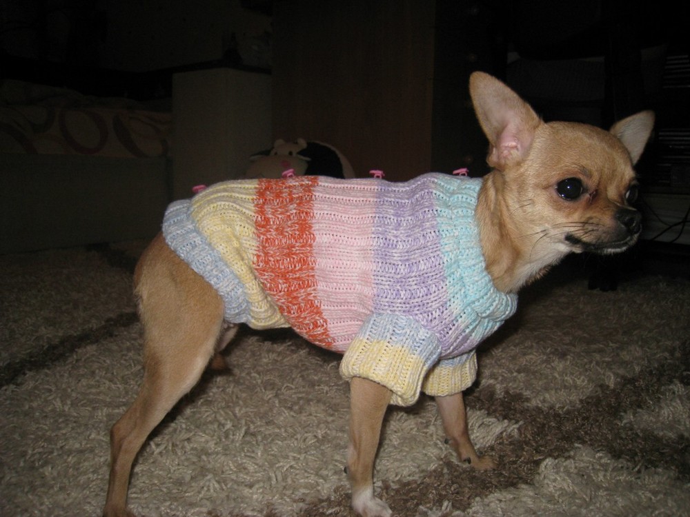 Свитер на маленькую собачку, одежда, свитерок, свитер, кофта фото №1