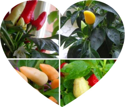 перец комнатный разноцветный капсикум, стручковый , отросток 1 шт.